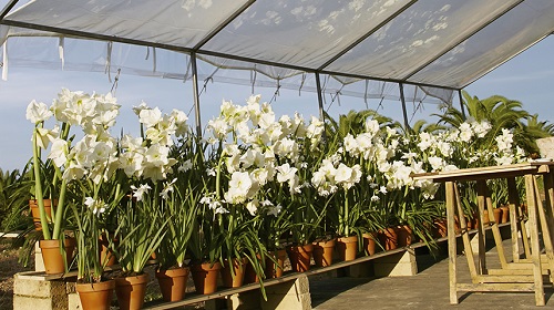 White Amaryllis